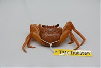 藏品(白紋方蟹)的圖片